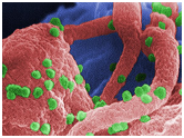 Figure 10: Common pathogenic viruses