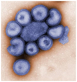 Figure 6: Common pathogenic viruses