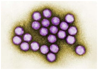 Figure 2: Common pathogenic viruses