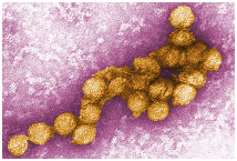 Figure 11: Common pathogenic viruses
