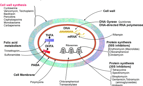 Figure 2: Antimicrobial Natural Products