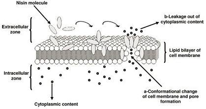 Figure 5: Mechanism of antimicrobials