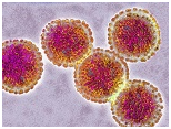 Figure 5: Common pathogenic viruses