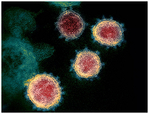 Figure 15: Common pathogenic viruses