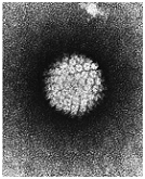 Figure 9: Common pathogenic viruses