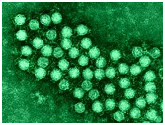 Figure 3: Common pathogenic viruses