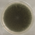Figure 1: Colony of Some pathogenic fungi and Antifungal spectrum of some drugs