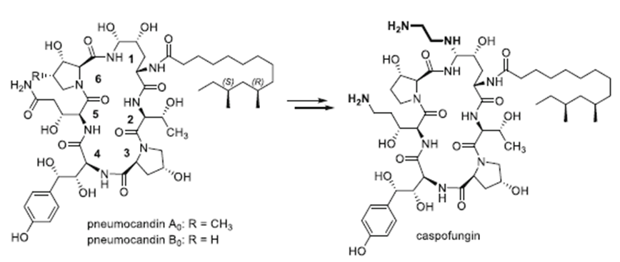 Figure 1: Some antifungal drugs that inhibit the synthesis of β- (1, 3) - D-glucan