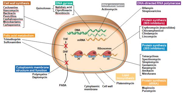 Figure 1: Mechanism of antimicrobials