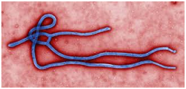 Figure 12: Common pathogenic viruses