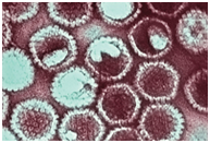 Figure 4: Common pathogenic viruses