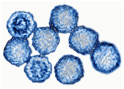 Figure 1: Common pathogenic viruses