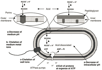 Figure 3: Mechanism of antimicrobials